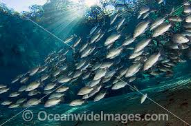 Image result for Lutjanus griseus