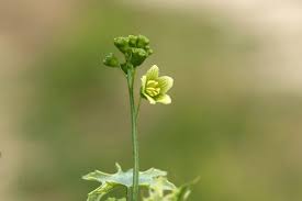 Attēlu rezultāti vaicājumam “Bryonia alba”