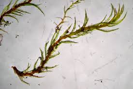 Attēlu rezultāti vaicājumam “| Dicranella”