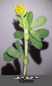 Attēlu rezultāti vaicājumam “Trifolium dubium bud”