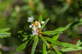 Attēlu rezultāti vaicājumam “Ledum palustre flower”