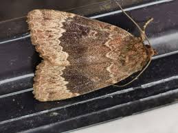 Attēlu rezultāti vaicājumam “Amphipyra perflua”