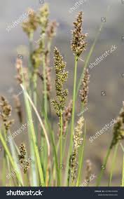 Attēlu rezultāti vaicājumam “Carex appropinquata fruit”