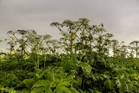 Attēlu rezultāti vaicājumam “Heracleum sosnowskyi fruit”