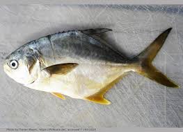 Image result for Trachinotus carolinus