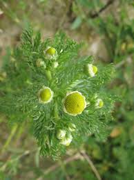 Attēlu rezultāti vaicājumam “Matricaria discoidea”