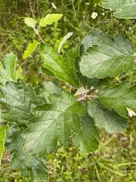 Attēlu rezultāti vaicājumam “Sorbus intermedia leaf”