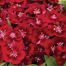 Image result for Dianthus barbatus