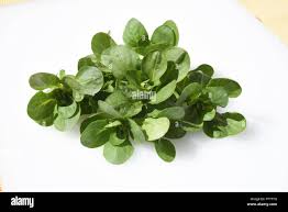Image result for Feldsalat
