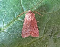 Attēlu rezultāti vaicājumam “Orthosia cerasi”