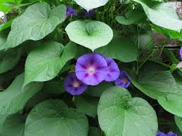 Image result for Ipomoea purpurea