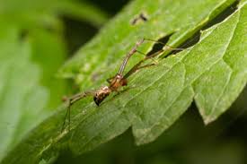 Attēlu rezultāti vaicājumam “Aranei”