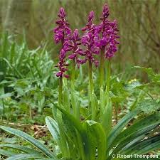 Attēlu rezultāti vaicājumam “Orchis mascula leaf”