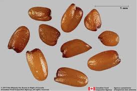 Attēlu rezultāti vaicājumam “Sisymbrium loeselii”