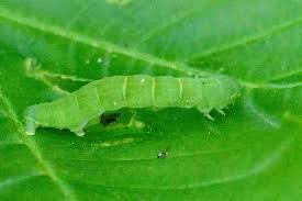 Attēlu rezultāti vaicājumam “Hydrelia flammeolaria”