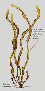 Attēlu rezultāti vaicājumam “Seligeria donniana sporophyte”