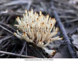 Attēlu rezultāti vaicājumam “Tremellodendropsis tuberosa”