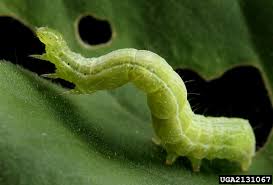 Attēlu rezultāti vaicājumam “Lacanobia contigua larva”