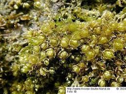 Attēlu rezultāti vaicājumam “Bryum neodamense macro”