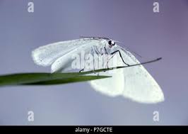 Attēlu rezultāti vaicājumam “Cabera pusaria male”