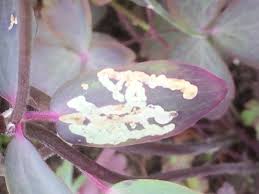 Attēlu rezultāti vaicājumam “Phytomyza minuscula”