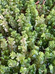 Attēlu rezultāti vaicājumam “Plagiochila porelloides sporophyte”