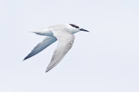 Attēlu rezultāti vaicājumam “Sternula albifrons”