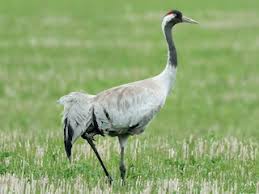 Attēlu rezultāti vaicājumam “Grus grus nest”