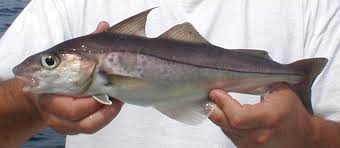 Image result for Melanogrammus aeglefinus