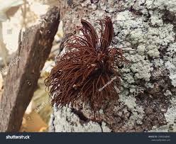 Attēlu rezultāti vaicājumam “Stemonitis axifera”