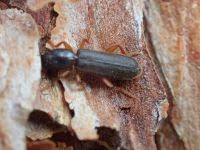 Attēlu rezultāti vaicājumam “Nothorhina punctata”