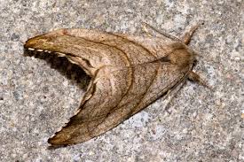 Attēlu rezultāti vaicājumam “Falcaria lacertinaria”