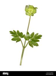 Attēlu rezultāti vaicājumam “Adoxa moschatellina”