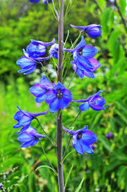 Attēlu rezultāti vaicājumam “Delphinium elatum  flower”