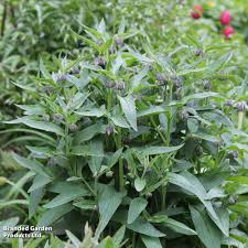 Attēlu rezultāti vaicājumam “Symphytum officinale”