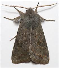 Attēlu rezultāti vaicājumam “Orthosia sp.”