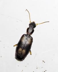 Attēlu rezultāti vaicājumam “Calodromius spilotus”