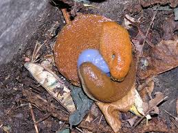 Attēlu rezultāti vaicājumam “Arion lusitanicus”