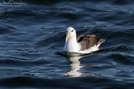 Image result for Thalassarche melanophris