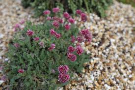 Image result for Anthyllis vulneraria rubra