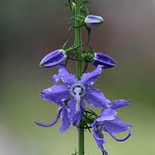 Image result for Campanula affinis