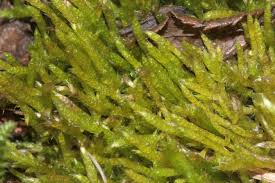 Attēlu rezultāti vaicājumam “Brachythecium”