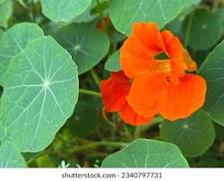 Attēlu rezultāti vaicājumam “Tropaeolaceae”