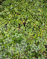 Attēlu rezultāti vaicājumam “Trapaceae”