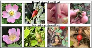 Attēlu rezultāti vaicājumam “Cribraria rubiginosa stalked”