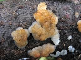 Attēlu rezultāti vaicājumam “Exidia cartilaginea”