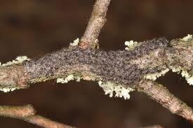 Attēlu rezultāti vaicājumam “Diloba caeruleocephala larva”