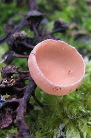 Attēlu rezultāti vaicājumam “Ciboria amentacea”