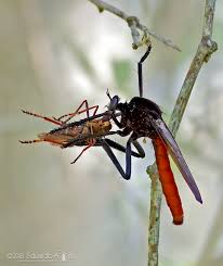 Attēlu rezultāti vaicājumam “Asilidae”