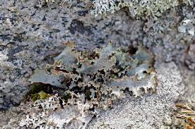 Attēlu rezultāti vaicājumam “Platismatia glauca”